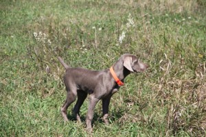 www.timberdoodleweims.net - Gallery- Puppy - 050